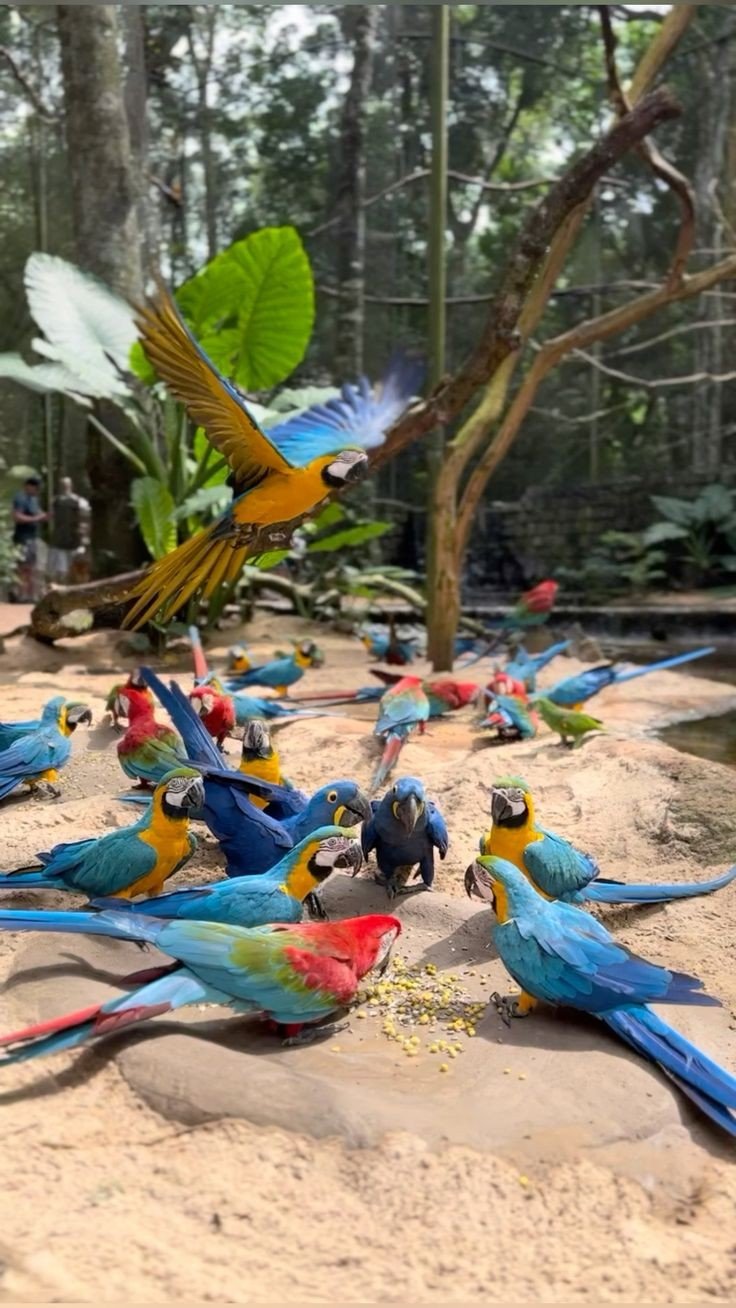 Traslado al Parque das Aves (ida y vuelta)