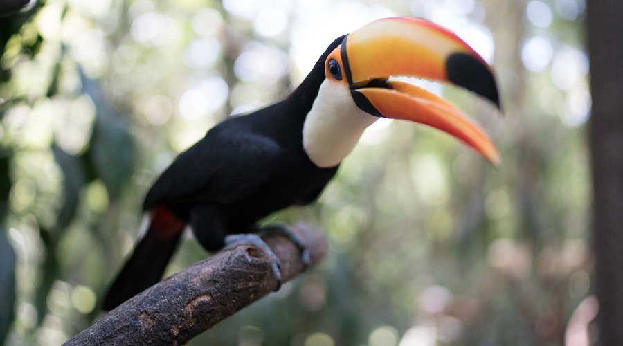 rescued-animals-in-guira - copia Combo 1 (excursiones + hospedaje)