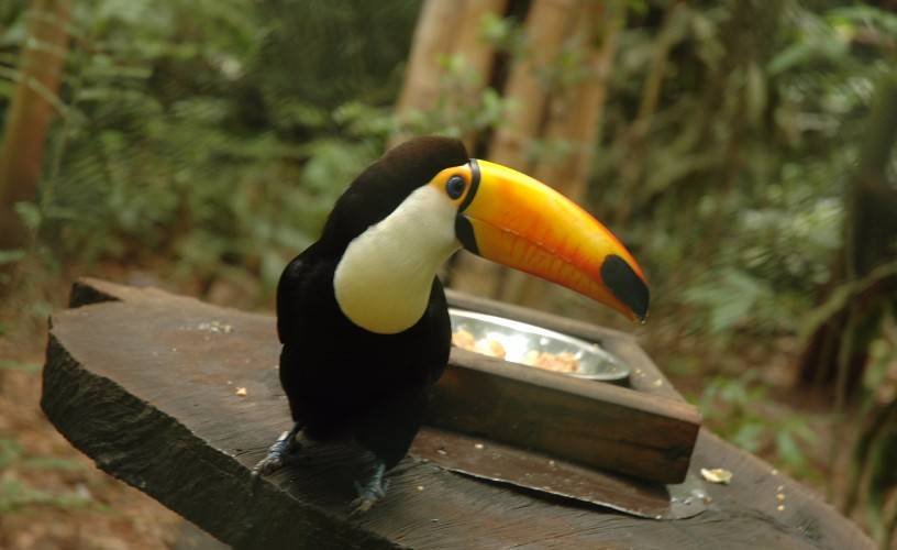 Traslado al Parque das Aves (ida y vuelta)