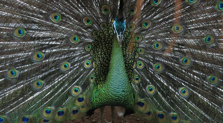 Traslado al Parque das Aves (ida y vuelta)